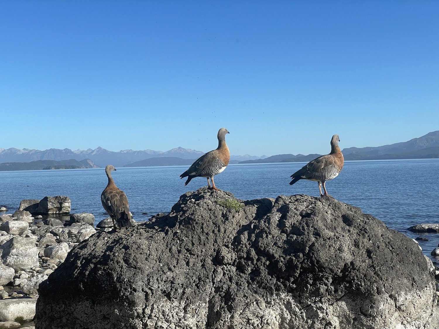 Three geese standing on a large rock at the edge of a mountain lake